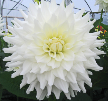 Dahlia ' B. J. BEAUTY '  (M.D.)   Clarke  UK  1976   Cruickshanks, Ridgeview Nursery 2010   (David Brown)